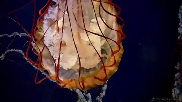 streamy test11 online show from March 20, 9:36 am