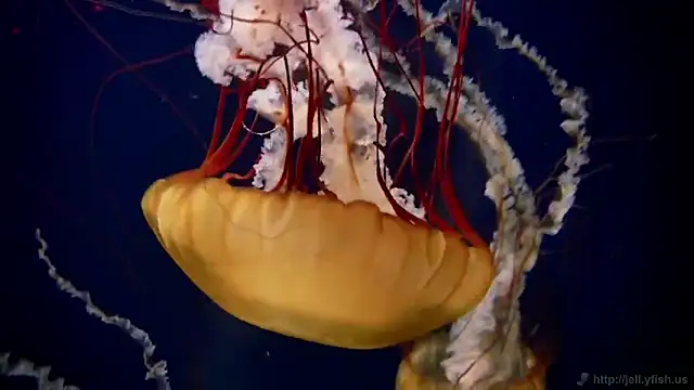 streamy test11 online show from February 3, 2:22 pm