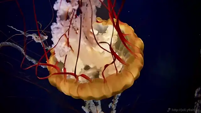 streamy test11 online show from February 24, 5:00 pm