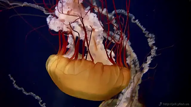 streamy test12 online show from December 19, 1:25 pm