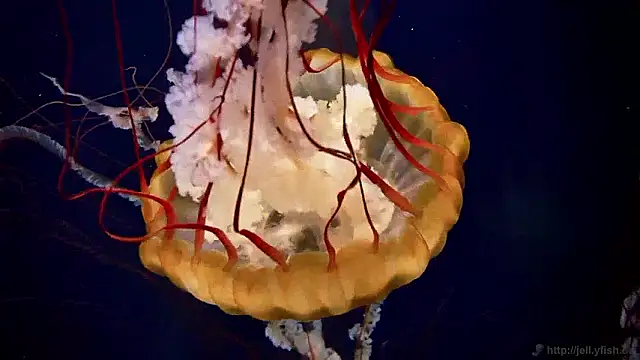 streamy test15 online show from April 8, 10:39 am