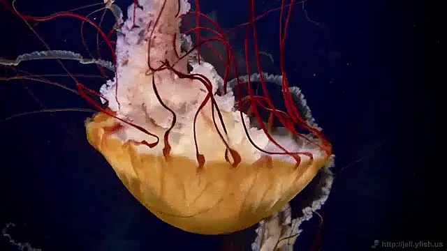 streamy test15 online show from April 6, 12:50 pm