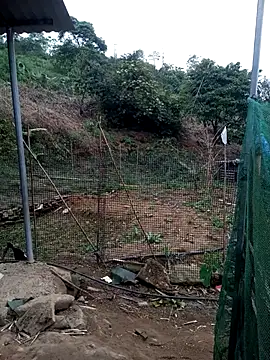 congchua977 online show from March 27, 11:11 am