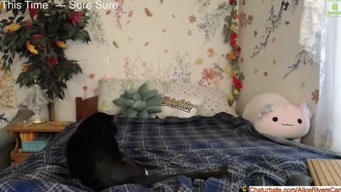 Snapshot of aliceriverscam chatting on January 18, 8:40 pm Alice Rivers ---- Enter my public Discord- online show from January 18, 8:40 pm