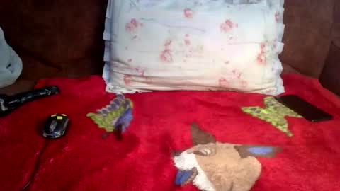 clittyxcandy online show from February 11, 9:42 am