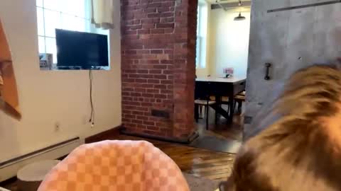 CuteBalloons online show from January 17, 3:53 pm