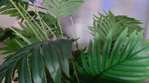 Carrie online show from November 9, 4:47 pm