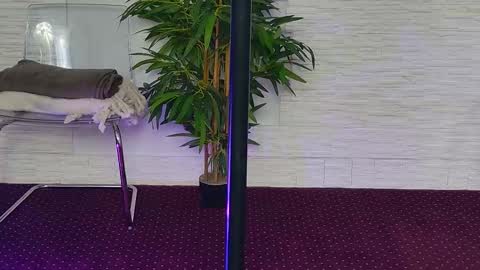 Celine online show from November 3, 5:33 am