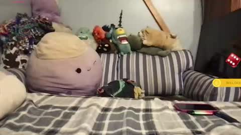 joey_binaa online show from July 7, 2:25 am