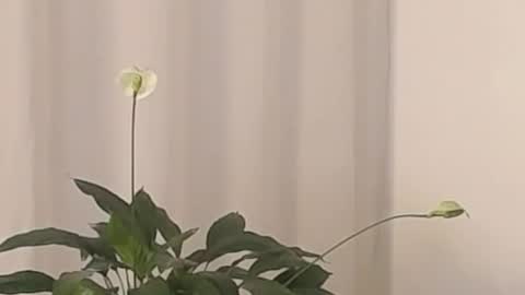Snapshot of katejolie chatting on March 2, 4:39 am Help me with rate thanks online show from March 2, 4:39 am