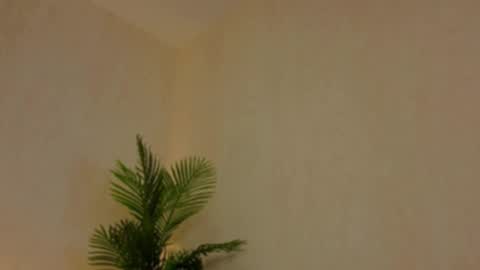 kirabesser online show from February 27, 10:15 am