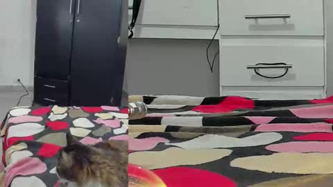 LACI LOST online show from April 13, 4:52 pm