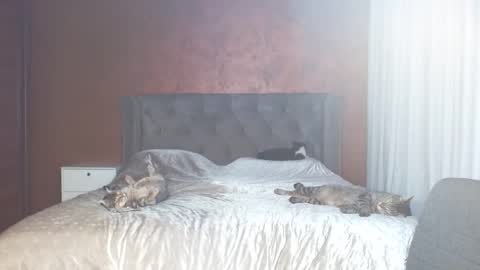 Misha online show from January 31, 7:11 pm