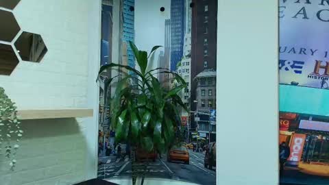 Kitten online show from March 8, 10:30 am