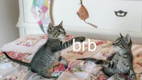 Kitty online show from October 26, 3:02 am