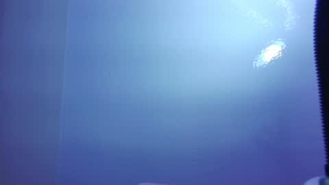 Venus online show from January 21, 5:41 pm