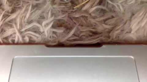 yourpussyfairyyy online show from November 3, 2:43 pm