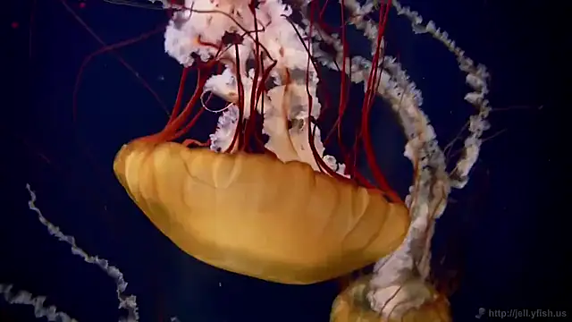 streamy test11 online show from September 11, 12:38 pm