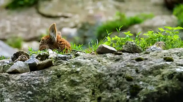 streamy test11 online show from September 17, 12:25 pm