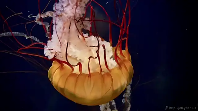 streamy test15 online show from January 14, 4:12 pm