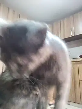 brigitht online show from October 9, 7:18 pm