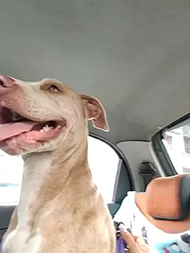 Dani-peggin online show from March 24, 3:17 pm