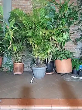 TommyandBillie online show from December 22, 9:45 am