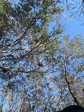 sweetsirenn online show from February 6, 7:28 pm