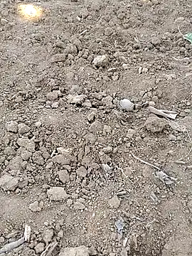 Shreyaaa 1 online show from November 8, 9:03 am