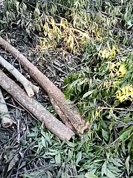 Yumyum kiw online show from October 4, 9:04 am