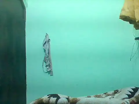 sanaya 3 online show from December 21, 5:28 pm