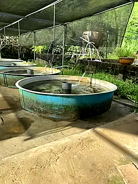 Snapshot of Penny39 chatting on October 10, 1:21 am Penny39 online show from October 10, 1:21 am