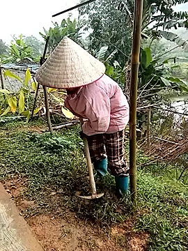 Fish yellow online show from December 17, 1:55 am