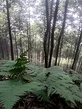 thuy-kieu online show from January 9, 1:54 am