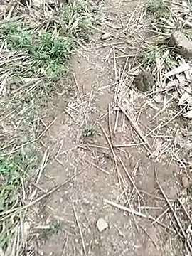 neko-nancy online show from April 18, 7:22 am