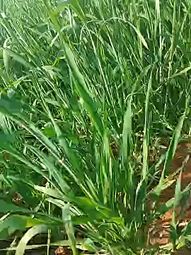 Kirti sexy online show from January 15, 9:26 am