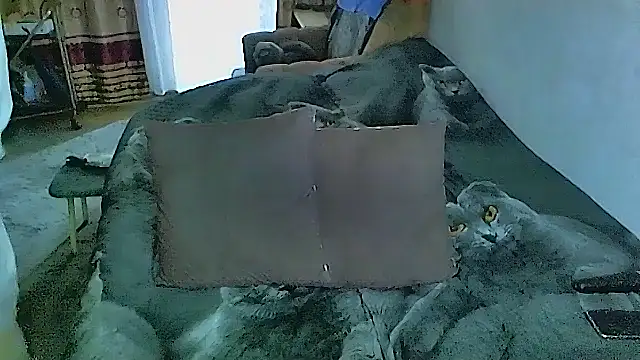 sex2 online show from October 2, 2:38 am