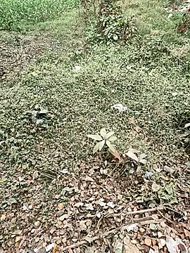 COUPLLE VILLAGE online show from December 19, 3:21 am